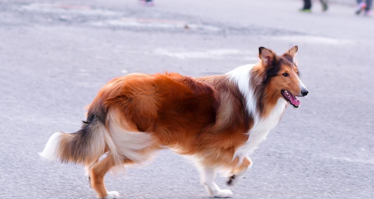 苏格兰牧羊犬翻肠子症状及治疗方法详解（宠物爱心，谨防翻肠危机！）