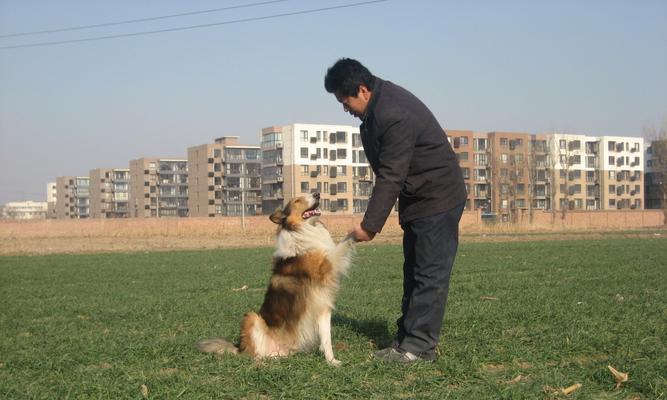 探究苏格兰牧羊犬的体型特征（了解苏格兰牧羊犬的身高、体重及健康状况）