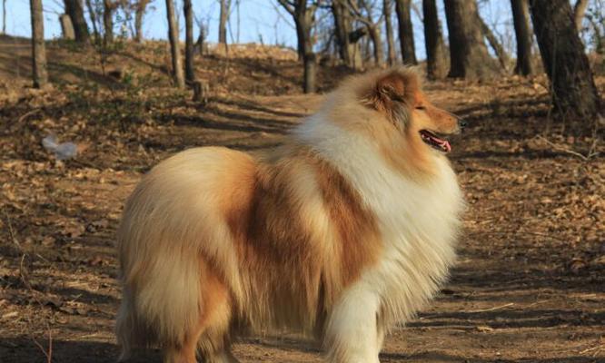 如何帮助苏格兰牧羊犬克服厌食症？（宠物主人必读）