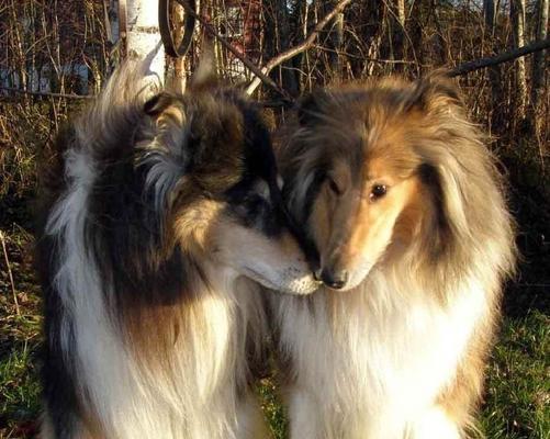 爱护苏格兰牧羊犬，从预防常见疾病开始