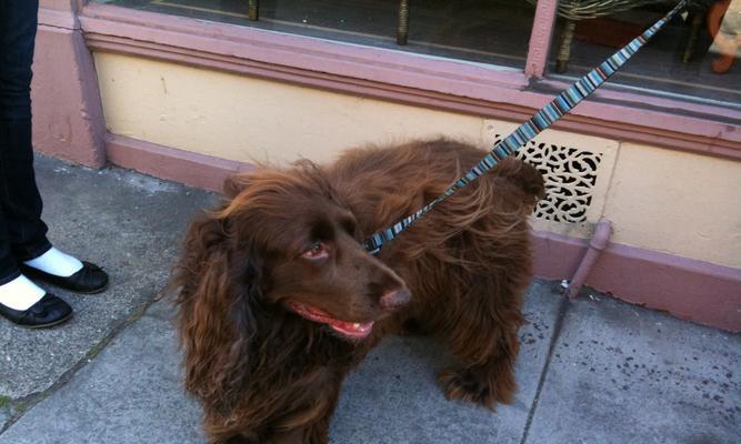 如何训练你的田野猎犬成为优秀的猎犬？（掌握训练技巧，让你的宠物狗变成猎场上的王者！）