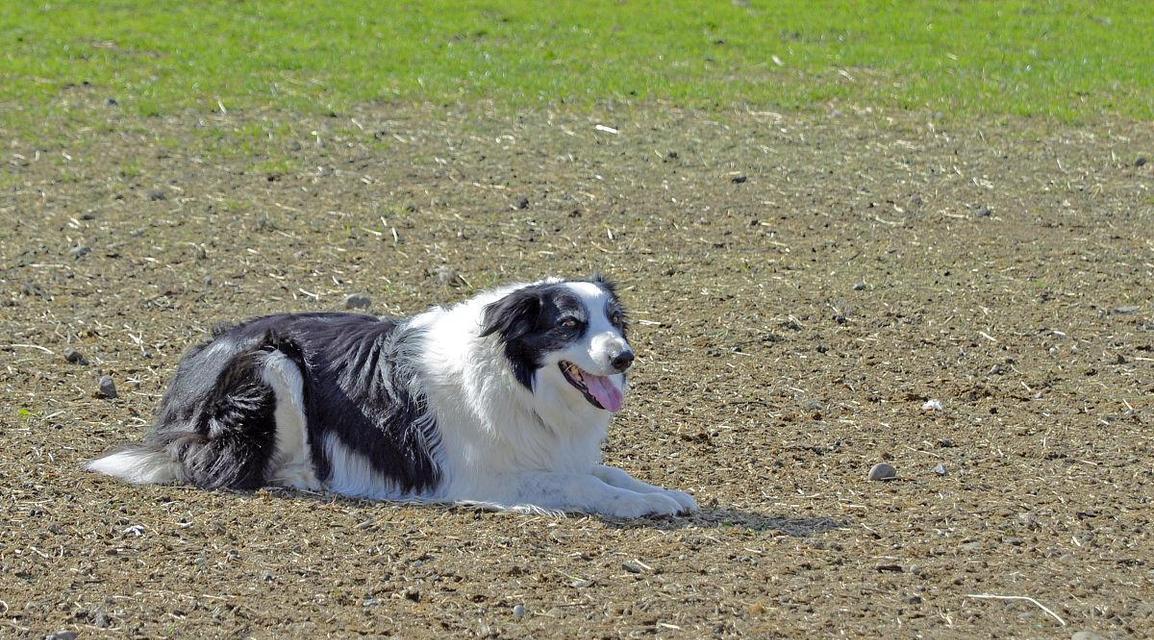 如何训练你的田野猎犬成为优秀的猎犬？（掌握训练技巧，让你的宠物狗变成猎场上的王者！）