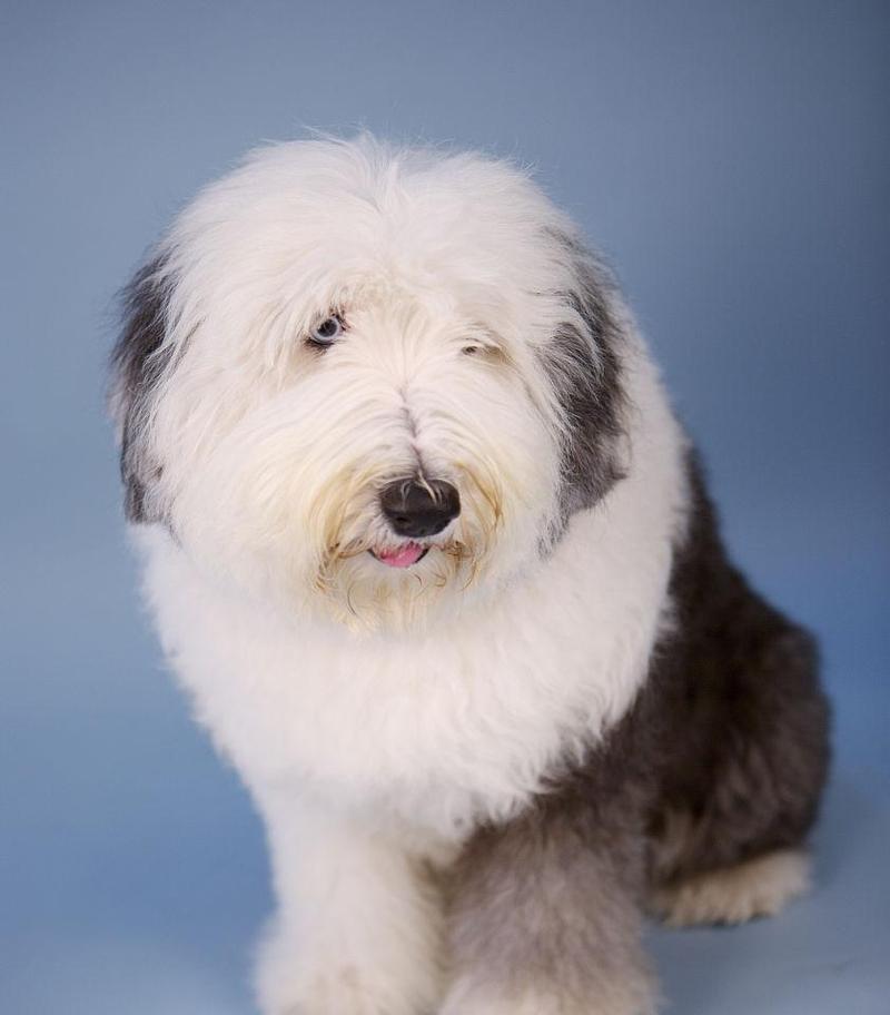 如何选择适合自己的古代牧羊犬（以宠物为主，关注健康和性格）