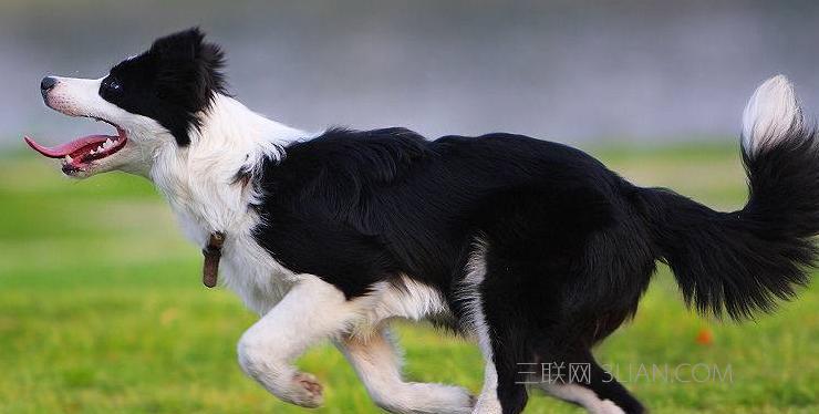 如何选择适合自己的古代牧羊犬（以宠物为主，关注健康和性格）