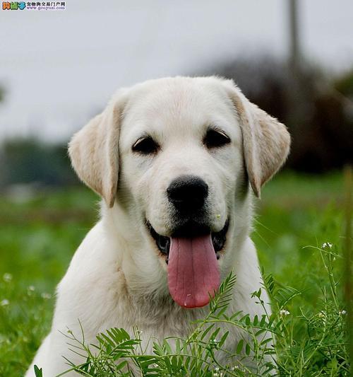 完美拳师犬幼犬的成长之路（一只可爱的宠物，成为你生命中最忠诚的伙伴）