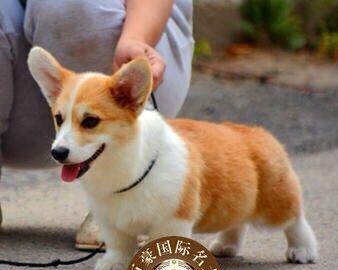 威尔士柯基犬——性格特点及饲养经验（拥有可爱外表的背后，你需要了解的15件事）