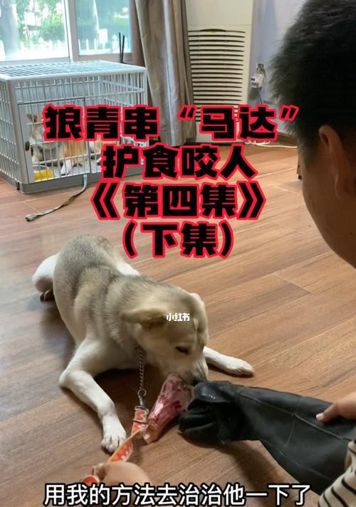 宠物狗为何会护食咬人（狗狗的本性和人类的错误引导）