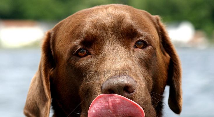 揭秘狗狗鼻子的灵敏之谜（探究宠物犬鼻子的奥秘，为何闻得更多？）