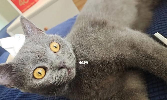 猫咪为什么晚上不睡觉？（宠物主人必看！科学解析猫咪夜猫子行为的原因与解决方法）