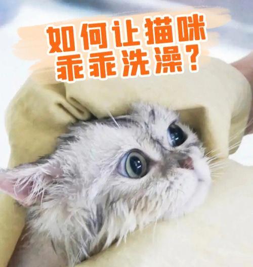 猫咪毛发护理（了解梳理毛发对猫咪健康的影响，从而提供更好的护理）