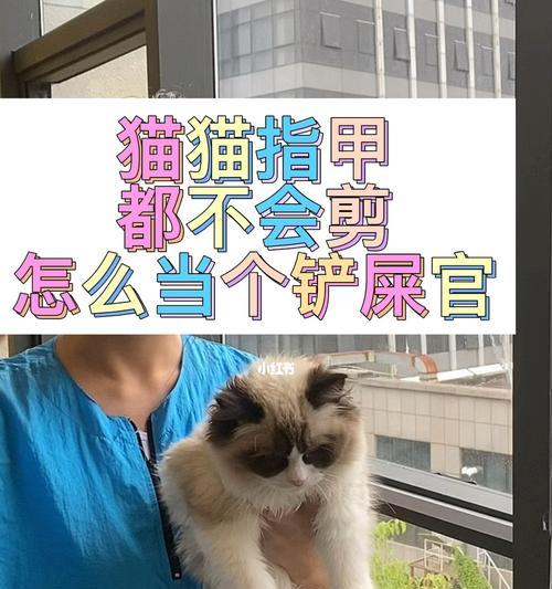 为什么需要给猫咪剪指甲？（宠物健康必不可少的一步）