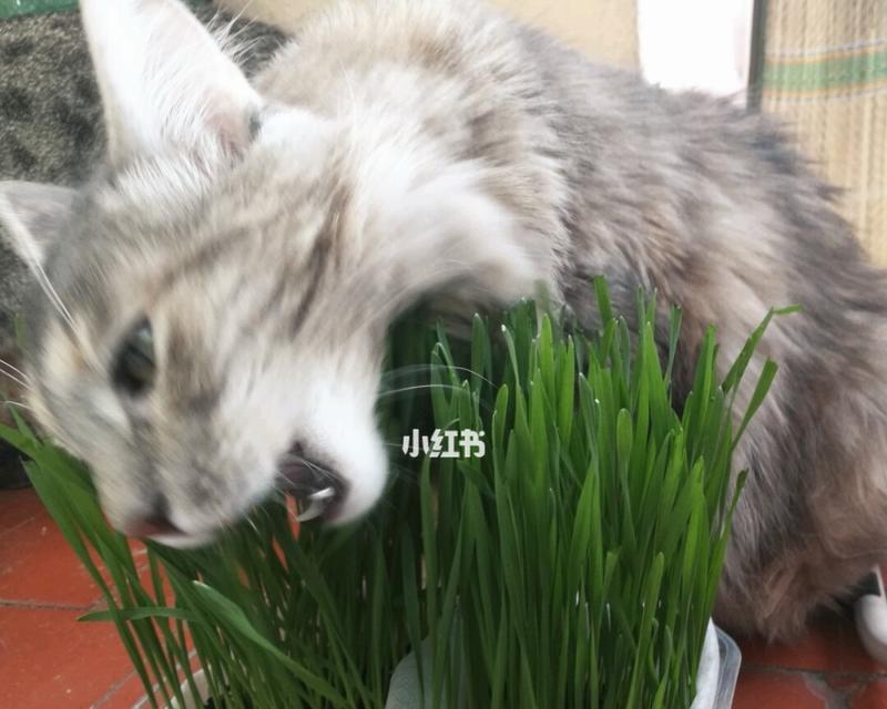 为什么养猫咪要养猫草？（探究猫草的重要性和养护方法）