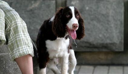 为什么养史宾格犬的人不多？（探究养犬族群中的史宾格犬地位和原因）