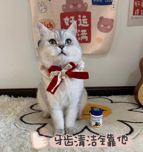 为什么要坚持给布偶猫刷牙？（宠物健康必不可少，口腔清洁更应重视）