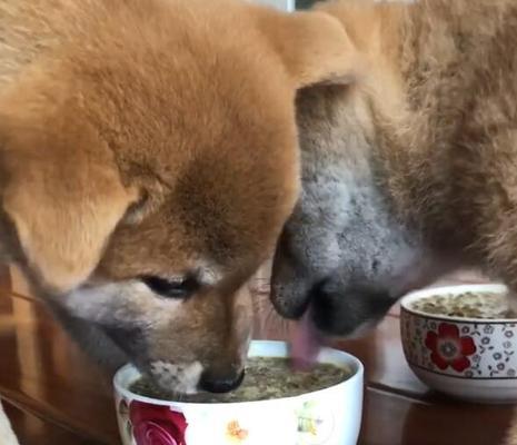 未断奶的幼狗不宜饮用牛奶（警惕营养不良，避免健康问题）