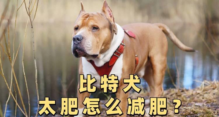 喂养比特犬的注意事项（了解宠物的需要和照顾方式）