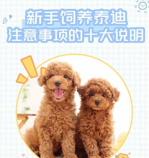 如何科学喂养贵宾犬幼犬（健康成长离不开这些关键知识）