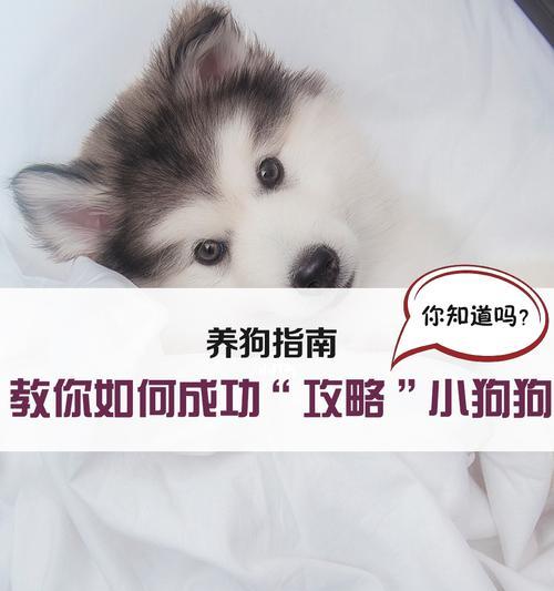 如何保护你的宠物狗狗？（为你的毛茸伙伴提供安全和保护）