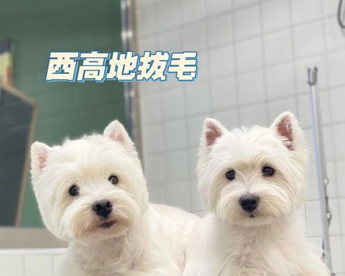 宠物犬便秘应急手册（如何帮助你的西高地白梗克服便秘？）