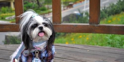 如何正确护理以西施犬的耳朵？（做好耳朵保养，让你的以西施犬更健康！）