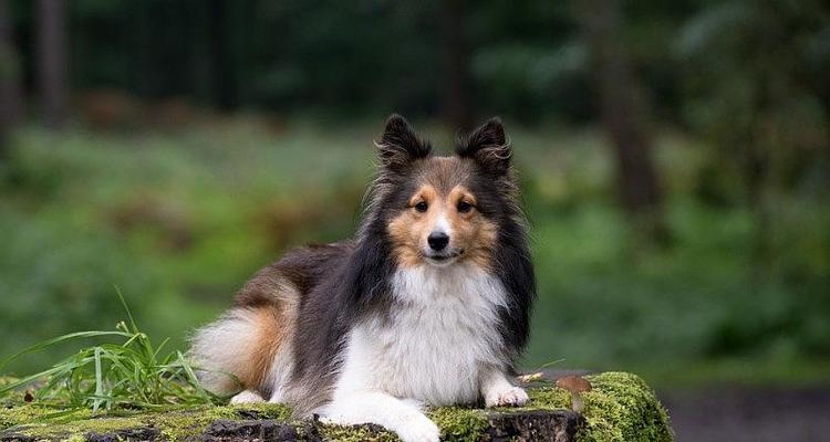 喜乐蒂犬患螨虫病的症状表现（宠物犬罹患螨虫病的迹象及预防方法）