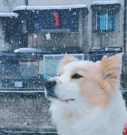 雪天遛狗指南（如何保证狗子安全又能享受雪景）