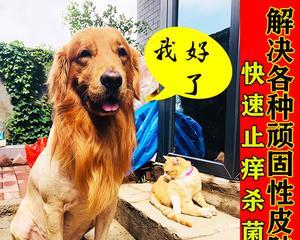 狗狗夏季皮肤瘙痒，如何防治？（夏季狗狗皮肤瘙痒引发的病因及处理方法）