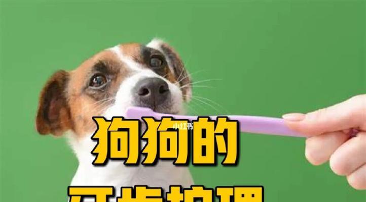 夏季宠物护理，让您的爱犬远离疾病（避免狗狗在炎热的夏季生病）