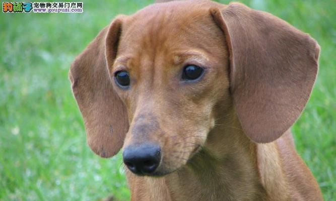 夏季腊肠犬养护指南（宠物夏季健康保养，让腊肠犬度过快乐夏天）