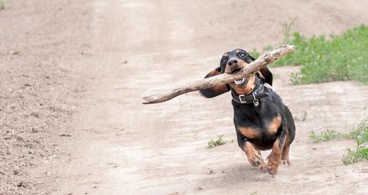 夏季腊肠犬养护指南（宠物夏季健康保养，让腊肠犬度过快乐夏天）