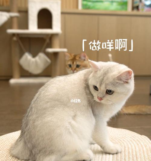 夏季宠物猫如何减少臭味（10个小贴士让你的猫在夏季味道清新）