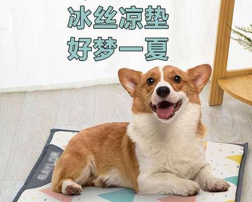 夏天教你如何帮泰迪犬降温（宠爱泰迪犬，夏季必备小技巧）