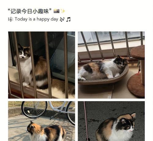 想养流浪猫，你需要知道这些事情（从喂养到疾病防护，全方位了解养猫注意事项）