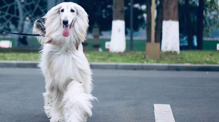 小阿富汗猎犬的新家护理指南（从适应环境到健康饮食，全方位宠物护理攻略）