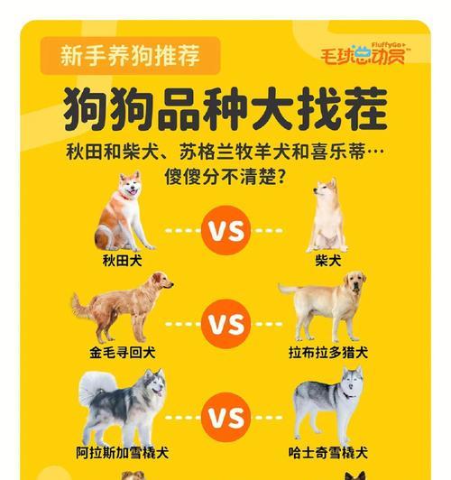 小型犬品种大揭秘（了解这些小型犬，成为宠物主人的首选！）