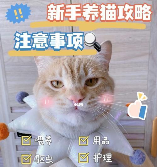 新手养猫咪要注意的事项（宠物爱好者必看，如何让猫咪健康快乐成长）