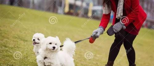 新手必看的遛狗指南（宠物犬的健康与快乐从遛步开始）