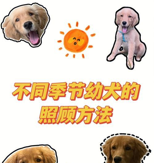 新手必看的遛狗指南（宠物犬的健康与快乐从遛步开始）