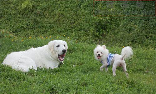 如何训练大白熊犬禁止扑陌生人（以宠物为主，让大白熊犬成为优秀的家庭宠物）