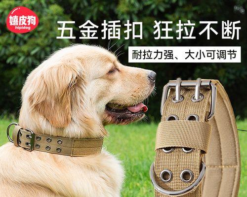 让德国牧羊犬爱上戴颈圈——颈圈训练指南（用科学的方法让宠物犬逐渐适应颈圈，保障宠物健康与生活质量）