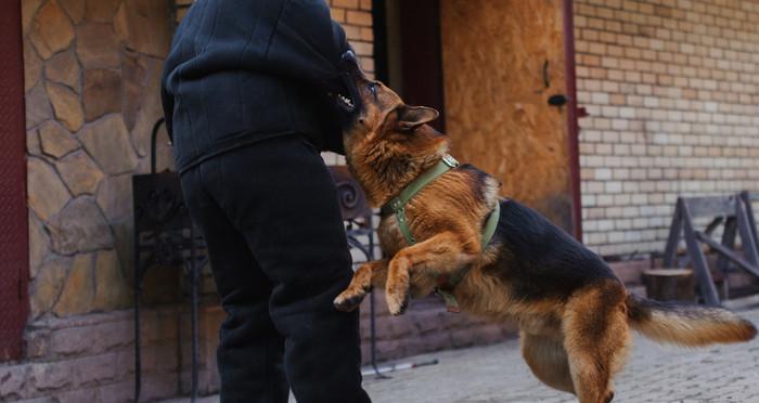 如何训练德国牧羊犬坐下？（让你的宠物成为听话的好孩子！）