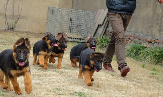 如何训练德国牧羊犬坐下？（让你的宠物成为听话的好孩子！）