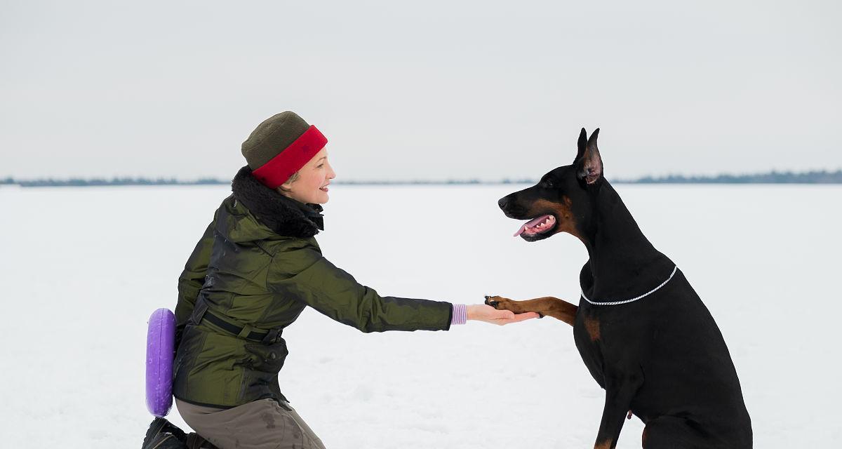 如何训练杜宾犬参加比赛（以宠物为主，让你的杜宾成为比赛的焦点）