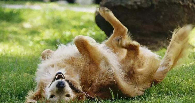 避免犯下这些训练宠物犬的错误