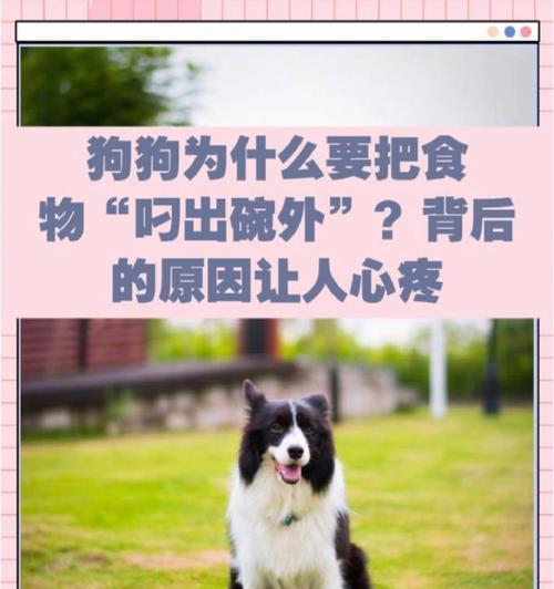 训练狗狗学会把东西叼过来（打造忠诚的听话宠物——教你如何训练狗狗把东西叼回来）