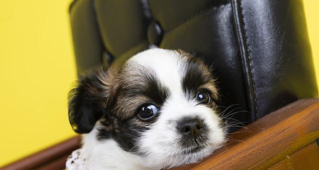 如何训练蝴蝶犬乖巧讨要食物（以宠物为主，用正向激励法让蝴蝶犬成为懂礼貌的好伙伴）