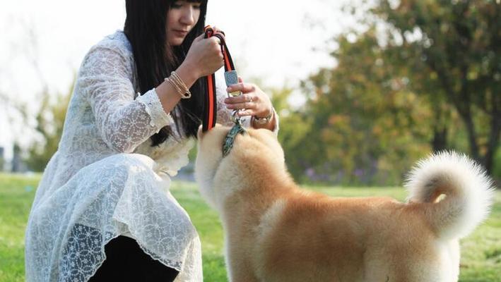 训练你的秋田犬安静的几种方法（宠物爱好者必看！如何让你的秋田犬不再吠叫？）