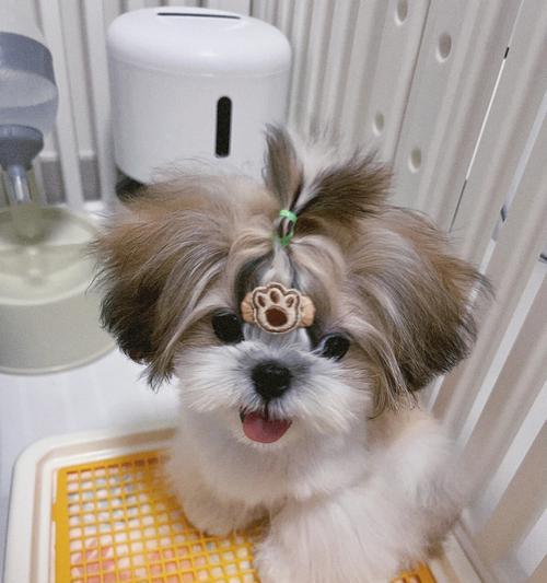 训练西施犬的三个注意事项（培养更好的西施犬）