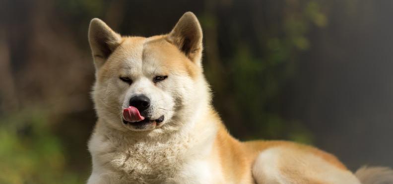 秋田犬如何增肥？（宠物的营养需求与健康饮食）