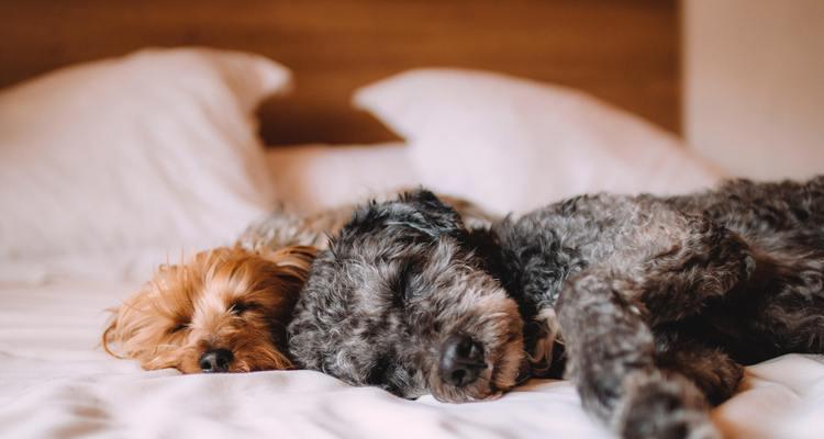 如何识别幼犬犬瘟的初期症状（宠物主人必看，了解幼犬犬瘟的预防和治疗）